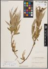 Foto von Salix excelsa S. G. Gmel.